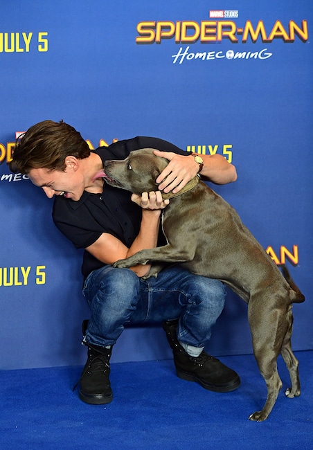 Tom Holland, dog, Tessa, National Puppy Day 2020